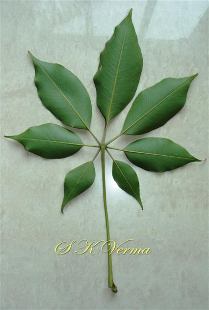  Leaf (Abaxial view)